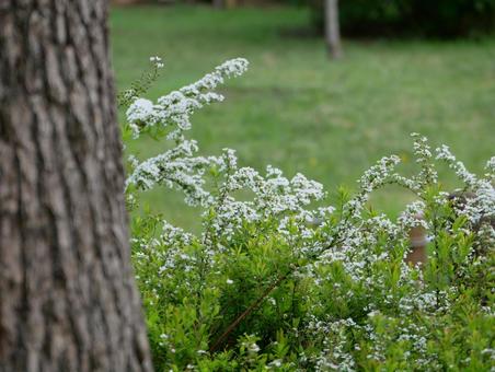Spiraea, JPG Spiraea, JPG