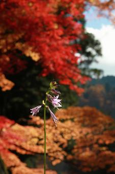 紅葉2 紅葉2の写真