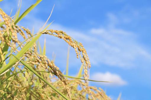 New rice, a bountiful autumn harvest, JPG New rice, a bountiful autumn harvest, JPG