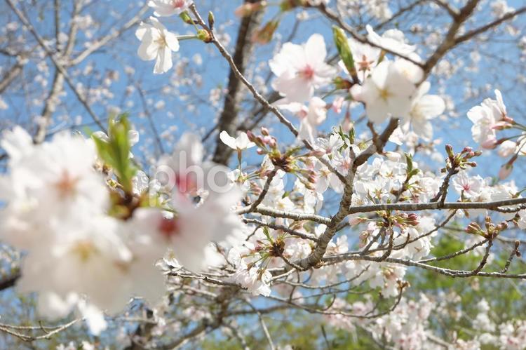 晴れの日の桜の花 桜,木,桜の木の写真素材
