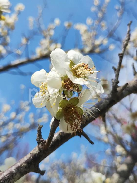 初春　梅林 梅,木,春の写真素材