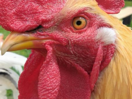 Photo, a chicken, chicken, a rooster, 