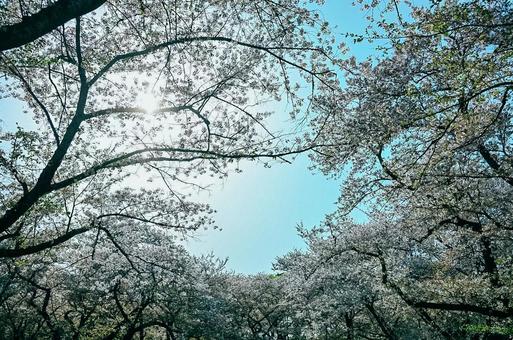 桜 青空 光の写真