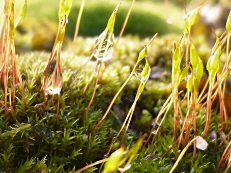 苔と雫の写真