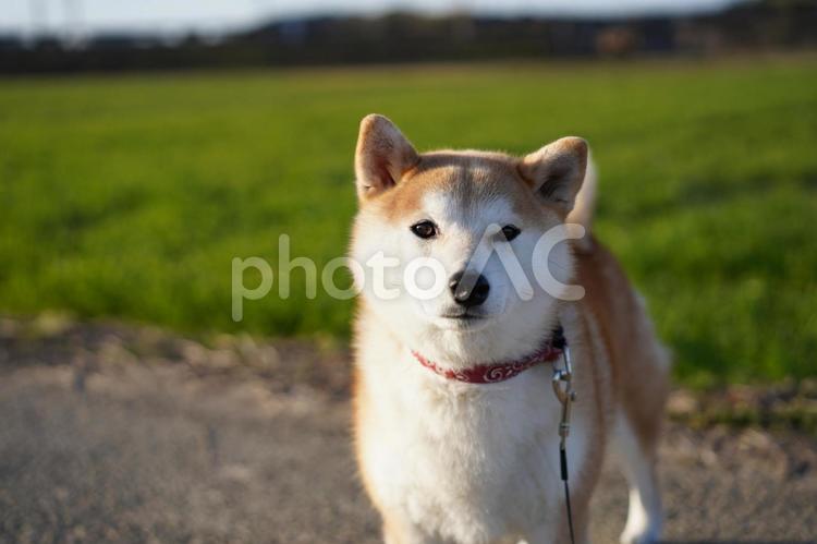麦畑の前で休憩中のゆず 柴犬,犬,日本犬の写真素材
