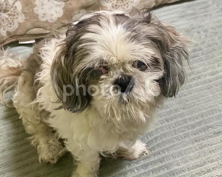 お座りするシーズー犬さん 犬,シーズー,上からの写真素材