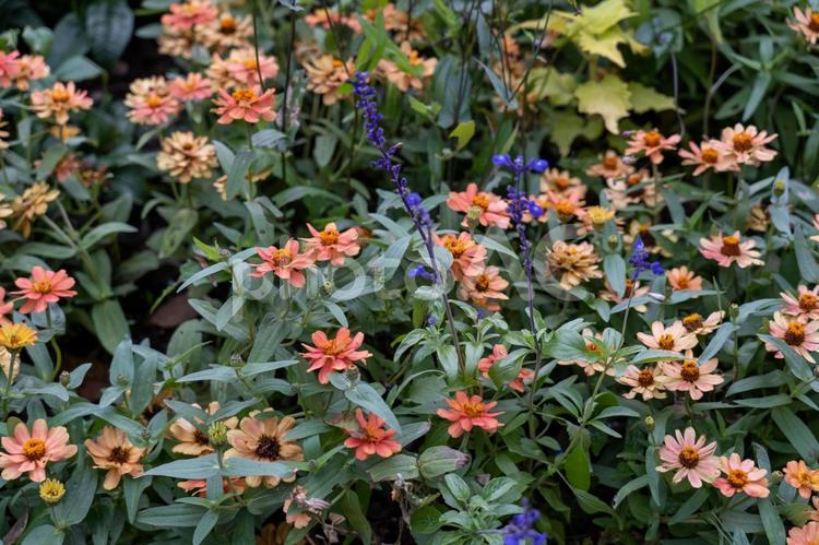 横浜里山ガーデン秋の花々 ジニア,秋,横浜の写真素材