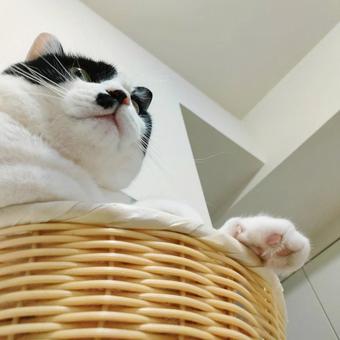 ハチワレ猫を下から見上げる ハチワレ猫を下から見上げる ペット,ネコ,堂々の写真素材