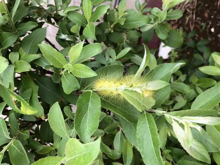 葉っぱの陰に大きな黄色い毛虫 葉っぱの陰に大きな黄色い毛虫 葉っぱ,毛虫,害虫の写真素材