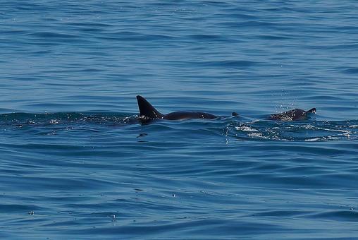 ニューカレドニア ノカンウイ島51 海豚 ニューカレドニア ノカンウイ島51 海豚の写真