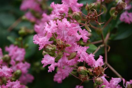 サルスベリ・猿滑り　クローズアップ サルスベリ,花木,夏の写真素材