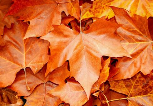 Fallen leaves Fallen maple leaves Autumn landscape image, JPG