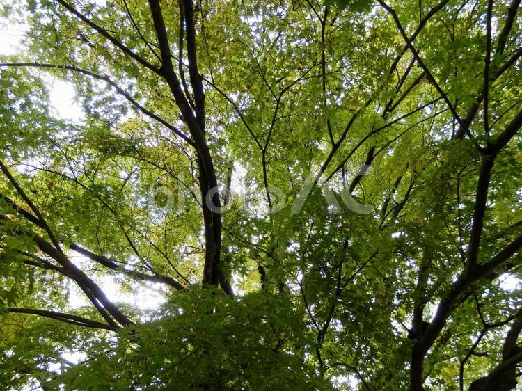新緑のカエデ カエデ,新緑,木の写真素材
