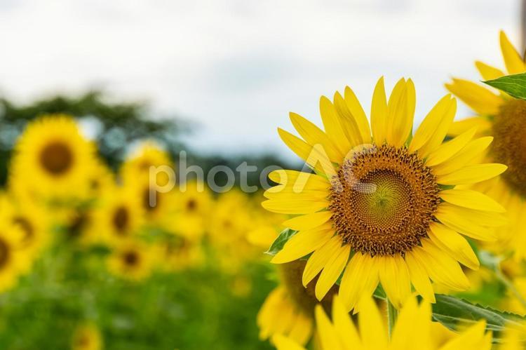 ひまわり畑 向日葵,夏,7月の写真素材