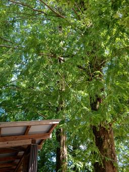 木と小屋 木と小屋の写真