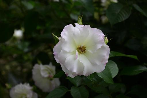 Photo, roses, rose, matilda, 