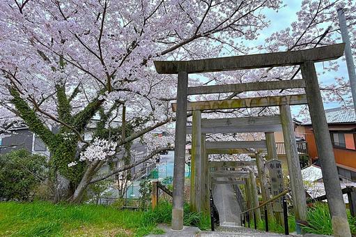 桜の木と鳥居 桜の木と鳥居の写真