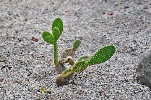 キンエボシ(金烏帽子) キンエボシ(金烏帽子) キンエボシ,金烏帽子,多肉植物の写真素材