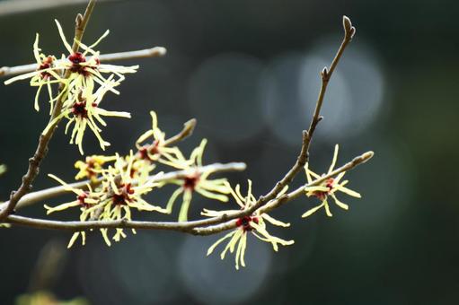 第一朵花, JPG 第一朵花, plant, flower, mansaku, JPG