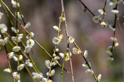 北摂の梅林 北摂の梅林 梅,梅林,満開の写真素材