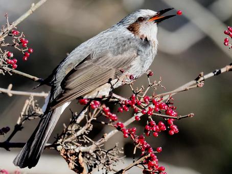 赤い実とヒヨドリ ヒヨドリ,赤い実,枝の写真素材