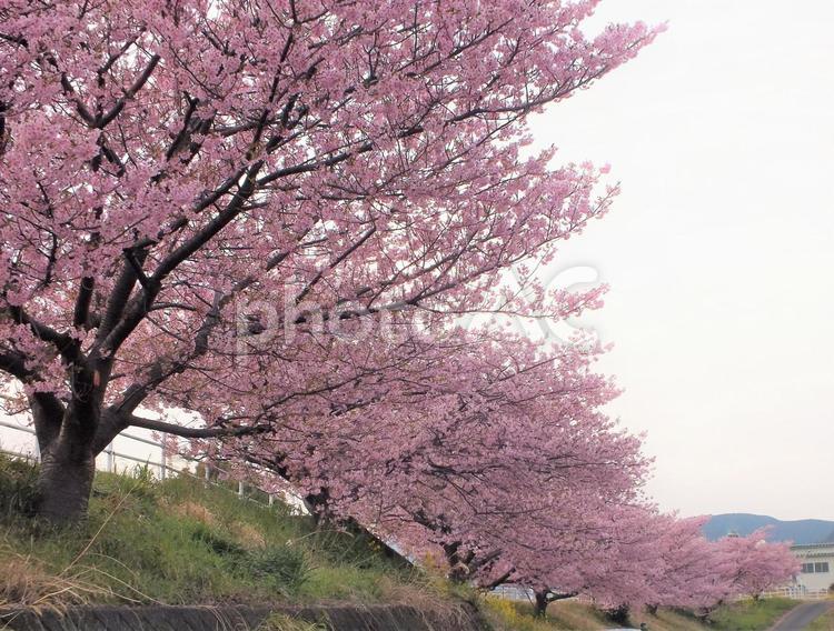 河津桜並木が続く土手 桜,河津桜,並木道の写真素材