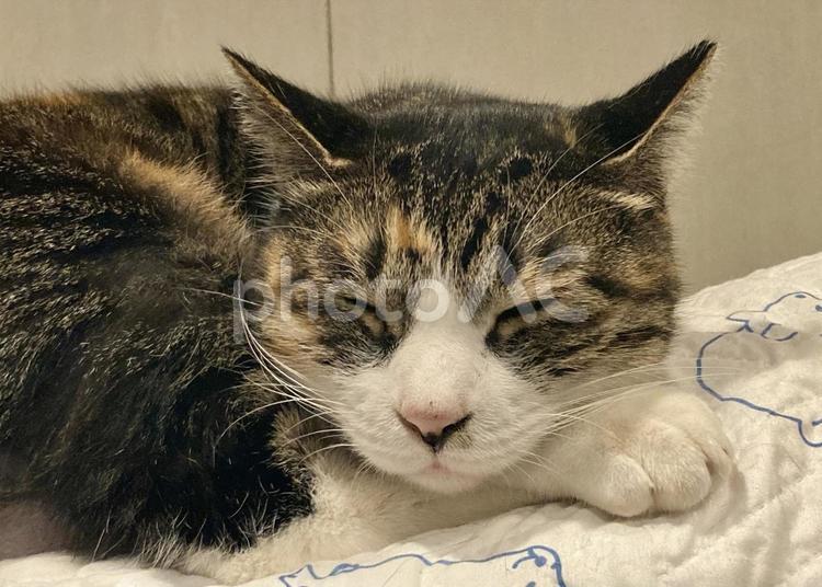 りんちゃんウトウト ネコ,愛猫,うとうとの写真素材