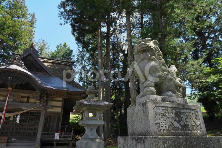 熱田神社の狛犬 狛犬,熱田神社,神社の写真素材