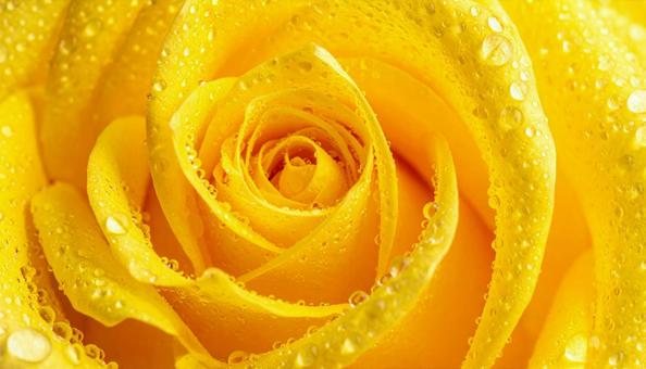 黄色のバラの花に水滴　ビューティー背景の写真