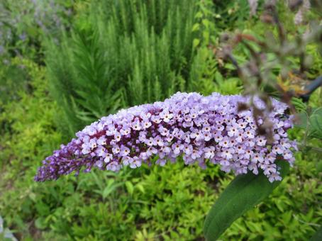 Photo, summer lilac, boodlea, butterfly bush, 