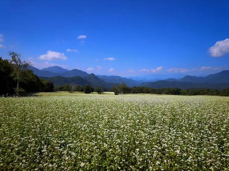風に揺れるそばの花の野原 風に揺れるそばの花の野原 たかつえそば畑,南会津,福島の写真素材