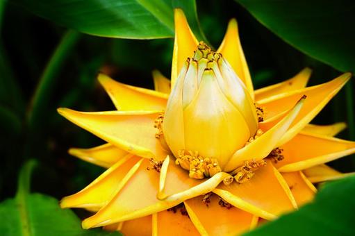 黄色いチュウキンレンの花 黄色いチュウキンレンの花 花,植物,黄色の写真素材