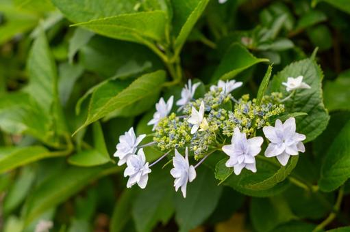 Hydrangea, JPG Hydrangea, JPG