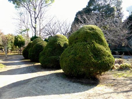 だるま形にカットされた園内の植え込み だるま形にカットされた園内の植え込み 植木,植え込み,低木の写真素材