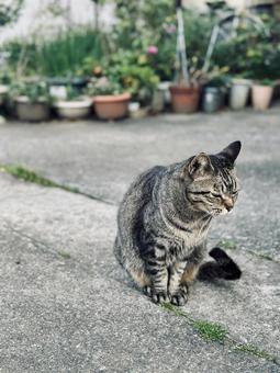 目力強めなキジトラ猫の一枚 目力強めなキジトラ猫の一枚 猫,ねこ,ネコの写真素材