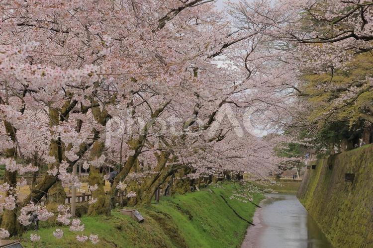 金沢城のさくら 金澤城,桜,さくらの写真素材