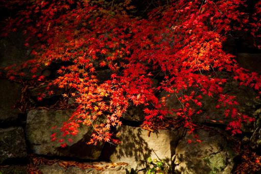 紅葉 紅葉の写真