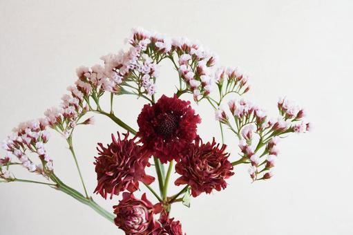 赤系の花束 スカビオサ,松虫草,スターチスの写真素材