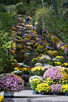 晩秋の長谷寺 長谷寺,風景,晩秋の写真素材