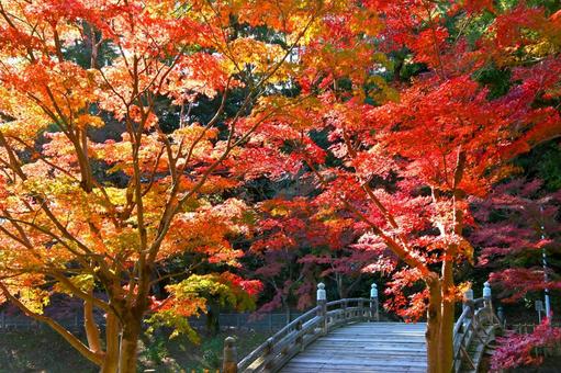ひょうたん池にかかる橋と紅葉 紅葉,きれい,秋の写真素材