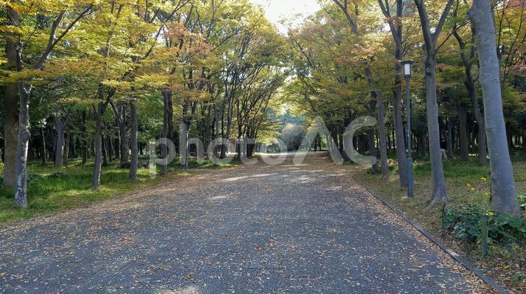 秋の並木道2 秋,道路,葉の写真素材