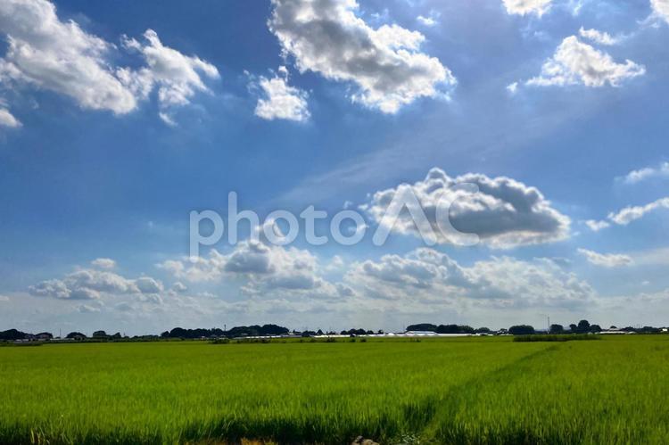 青空の下に広がる田園風景 青空,雲,空の写真素材