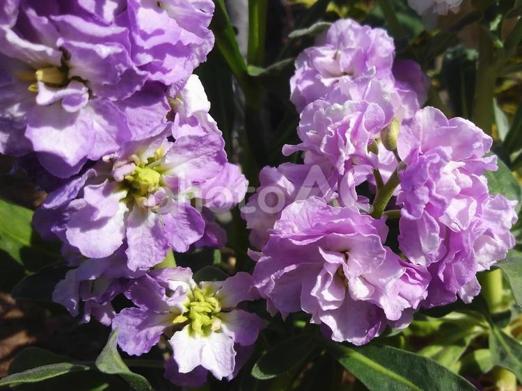 茎の先に多数の花を咲かせるストック 花,ストック,紫の写真素材