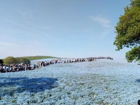 ネモフィラ ネモフィラの写真