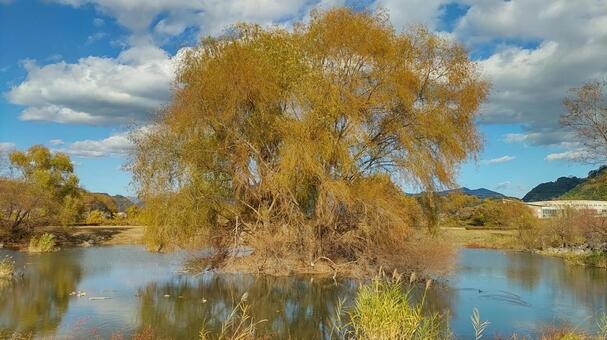 浮島の柳 池,浮島,柳の写真素材