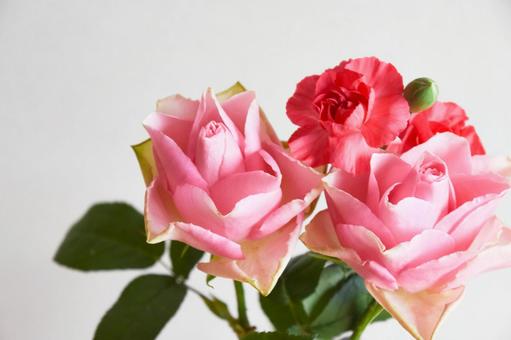 薔薇とカーネーション ピンク,ばら,薔薇の写真素材