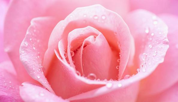 薔薇のナチュラル背景 薔薇のナチュラル背景の写真