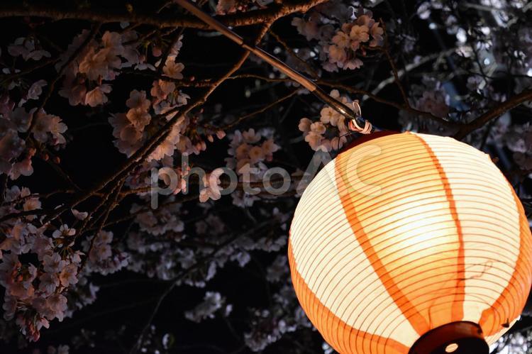 提灯と夜桜 提灯,夜桜,桜の写真素材