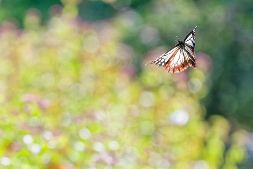 花畑をふわふわと飛ぶアサギマダラ アサギマダラ,浅葱斑,渡り蝶の写真素材
