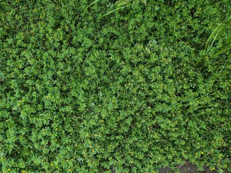 初夏の道端に茂る野草 初夏の道端に茂る野草の写真